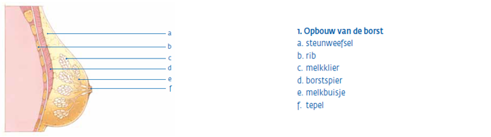 Opbouw van de borst (van boven naar beneden) 1 steunweefsel 2 rib 3 melkklier 4 borstspier 5 melkbuisje 6 tepel 